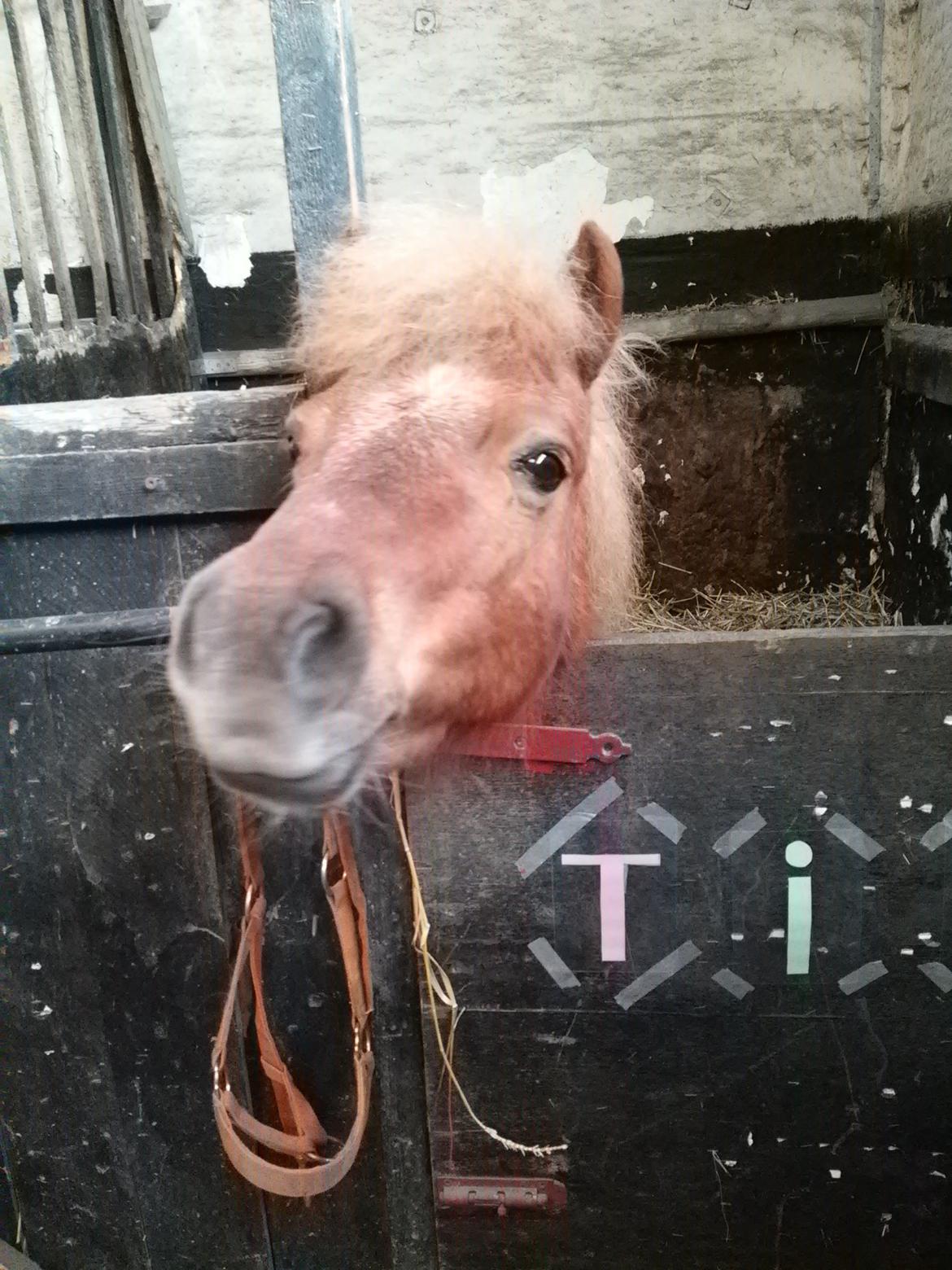 Shetlænder Tira billede 17