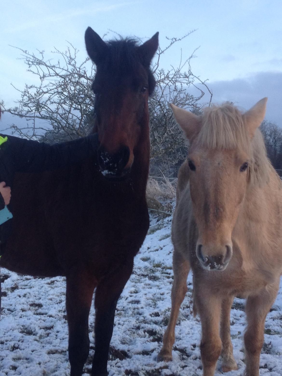 Anden særlig race Dina billede 4