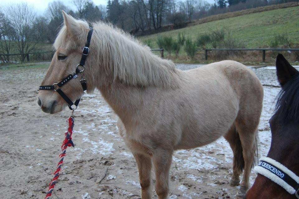 Anden særlig race Dina billede 7