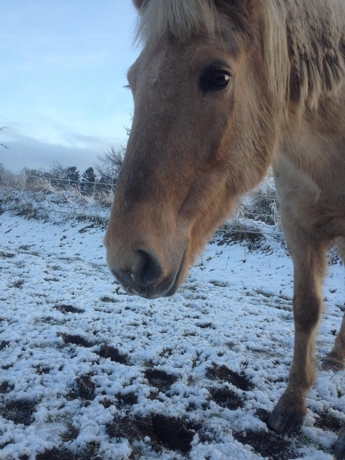 Anden særlig race Dina billede 8
