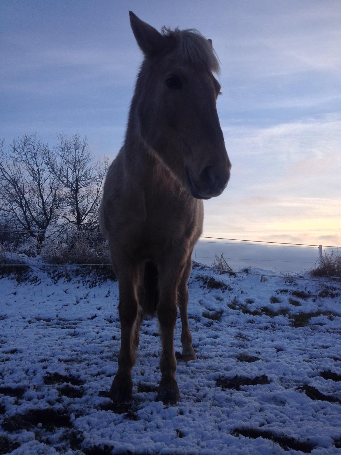 Anden særlig race Dina billede 10