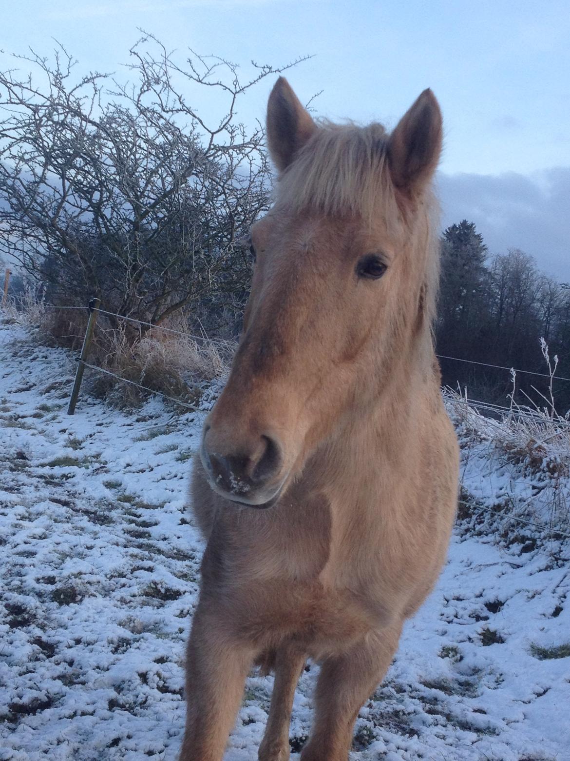 Anden særlig race Dina billede 5