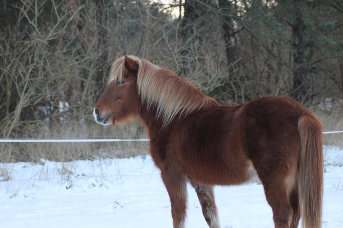 Islænder Sóley fra Espenhøj billede 10
