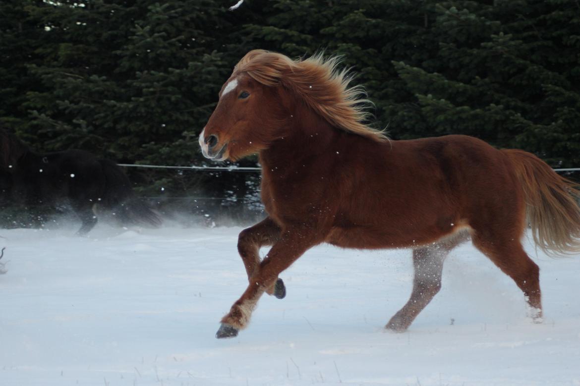 Islænder Sóley fra Espenhøj billede 2