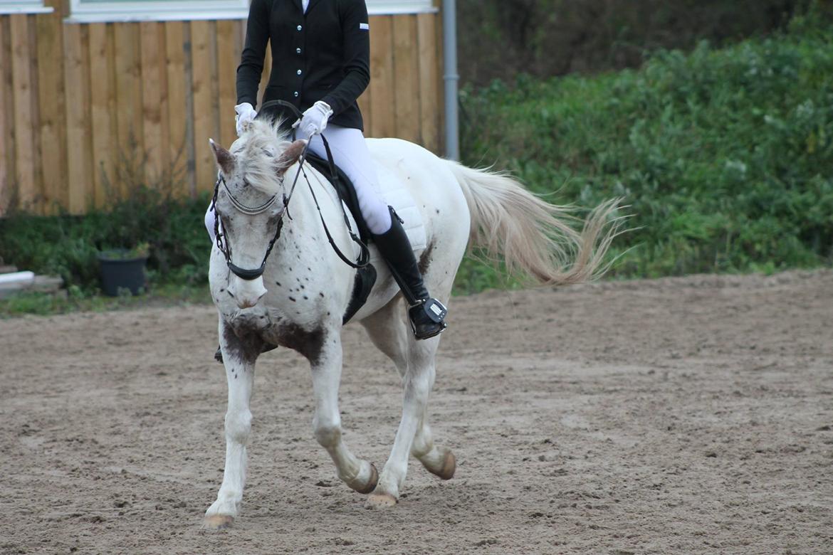 Anden særlig race Hot'n tot A-PONY - Hotte loeger dressurpony <3 billede 10