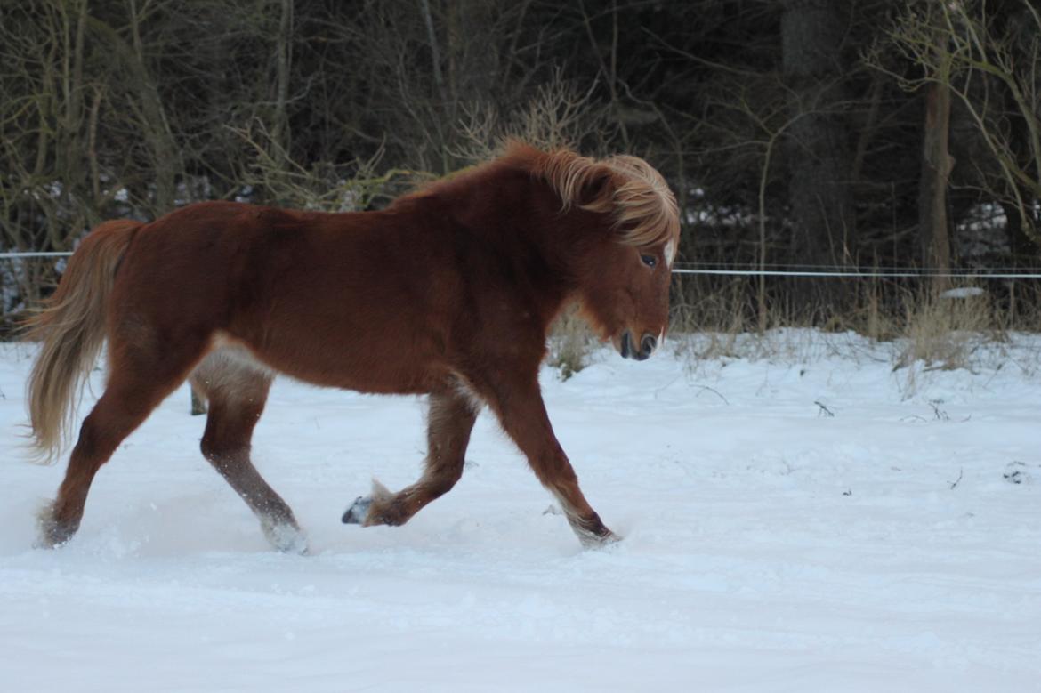 Islænder Sóley fra Espenhøj billede 13