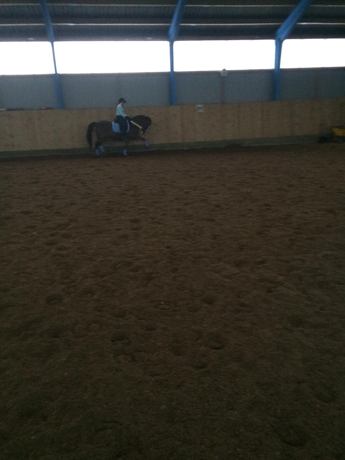 New Forest Ygor [1/3 A PONY] FORESALE  billede 12