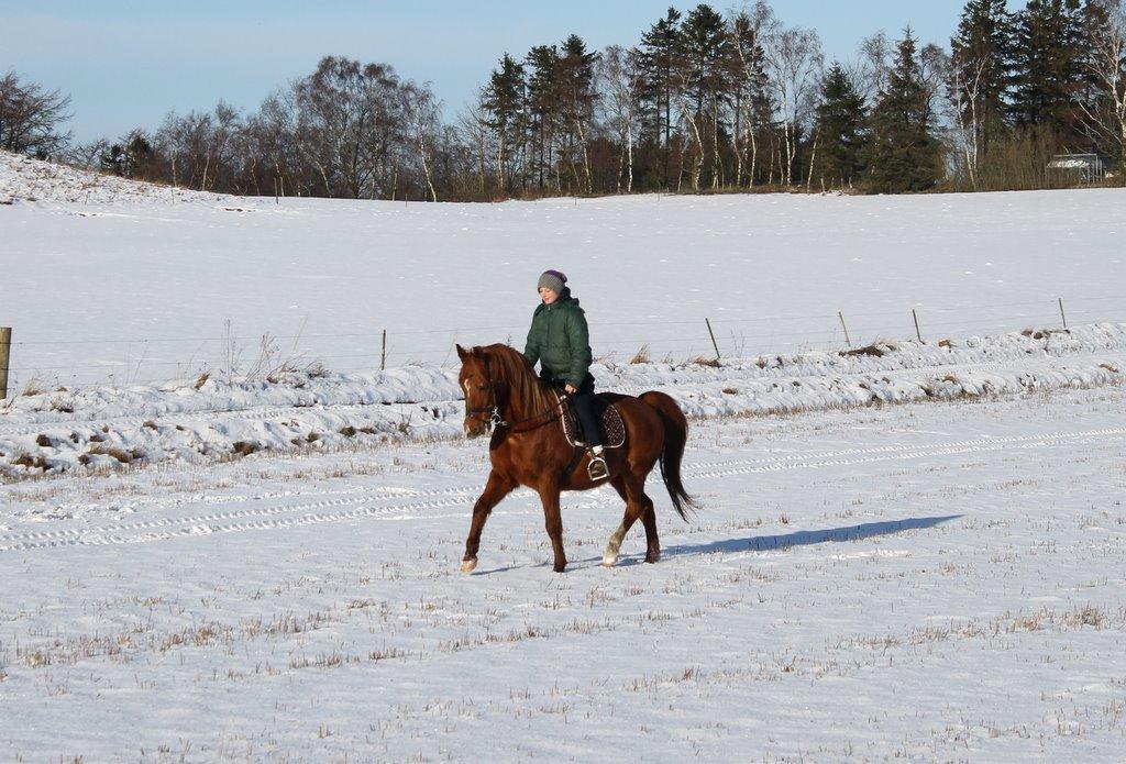 Anden særlig race Axel billede 38