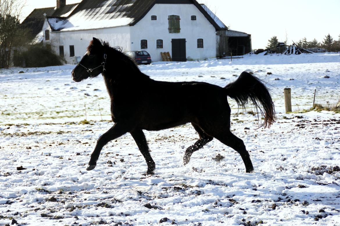 DSP Isabella *Bølle Bob* - 5. "I'm sexy and I know it!" - årets første sne 24/1 2015 billede 1