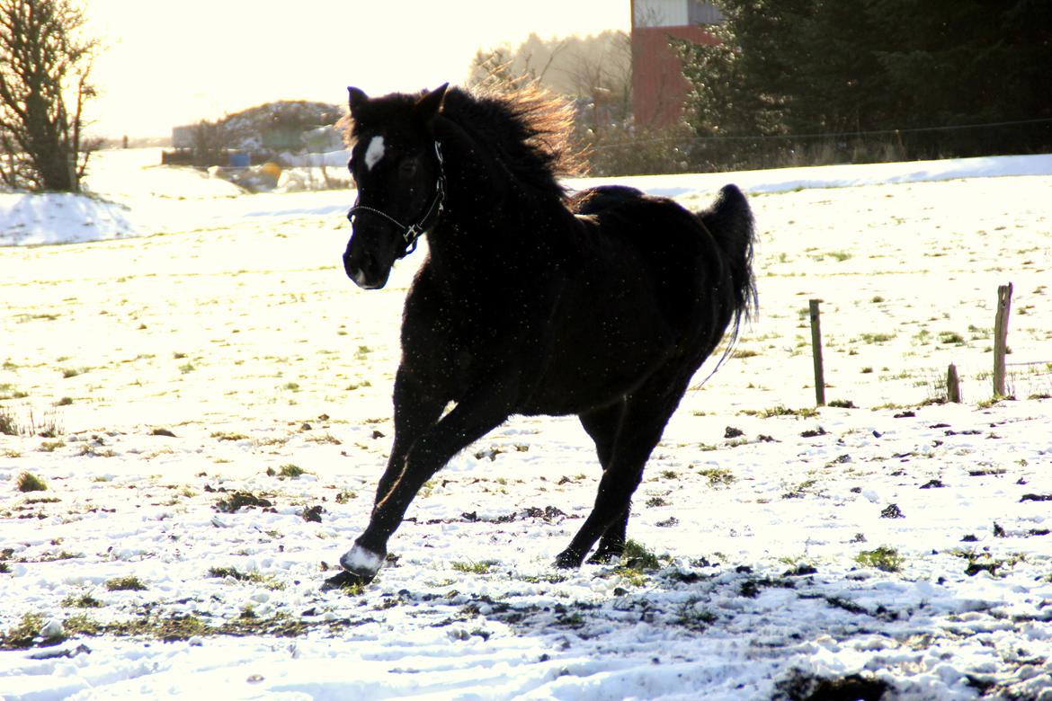 DSP Isabella *Bølle Bob* - 3. Sneee! 24/1 2015 billede 5