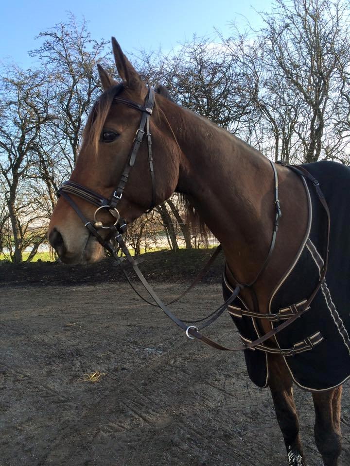 Traver Rain Man H billede 3