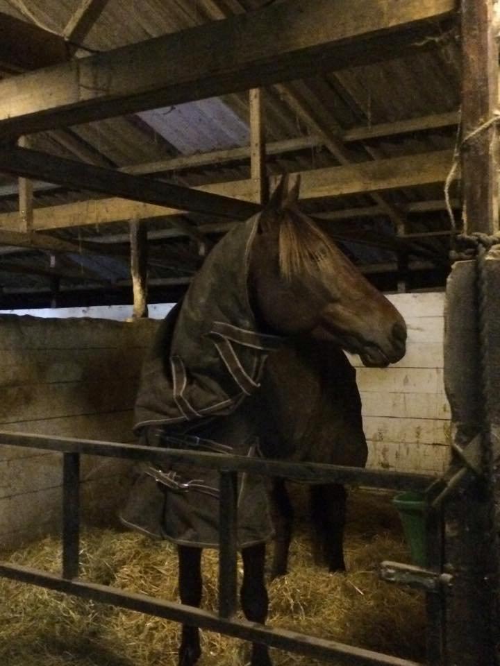 Traver Rain Man H billede 11