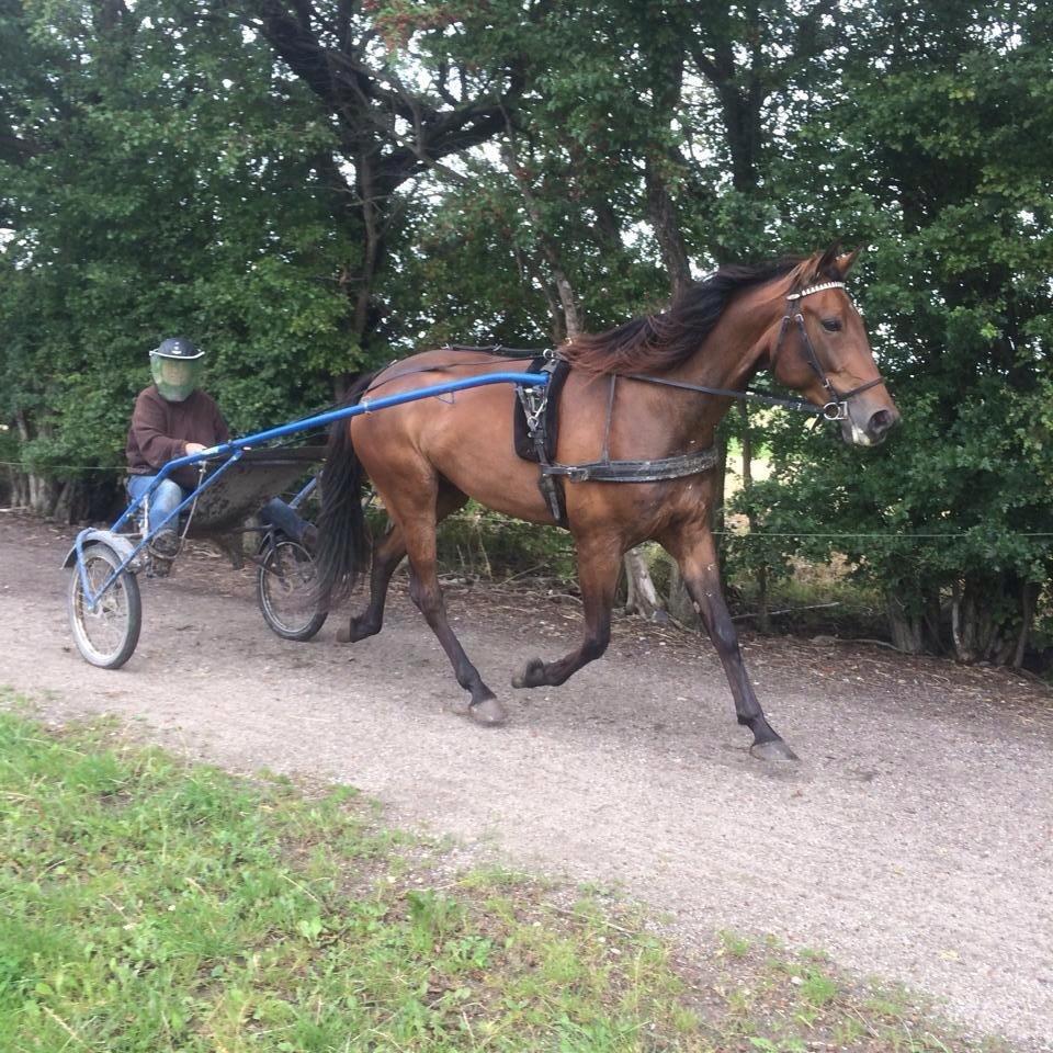 Traver Rain Man H billede 12