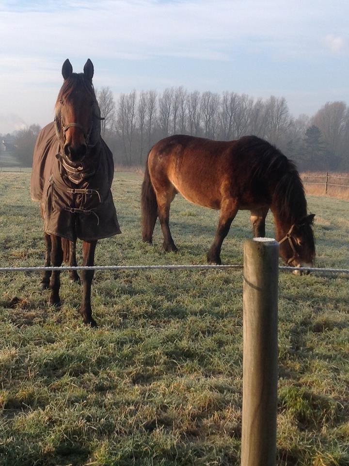 Traver Rain Man H billede 13