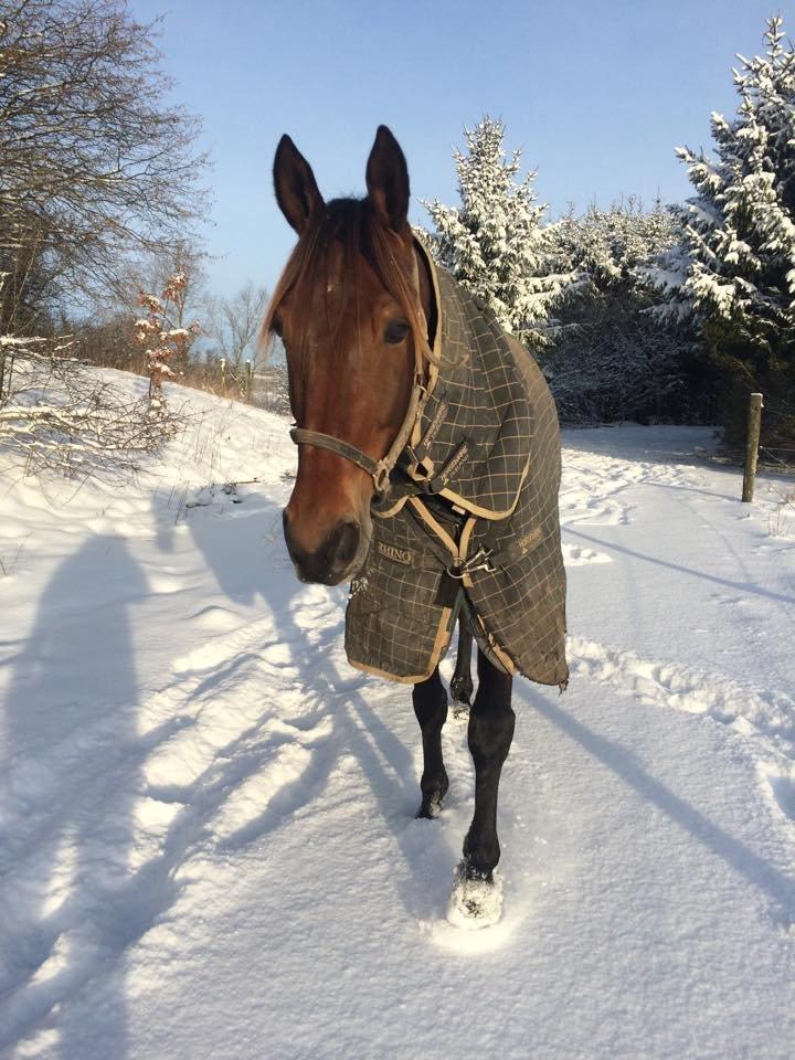 Traver Rain Man H billede 14