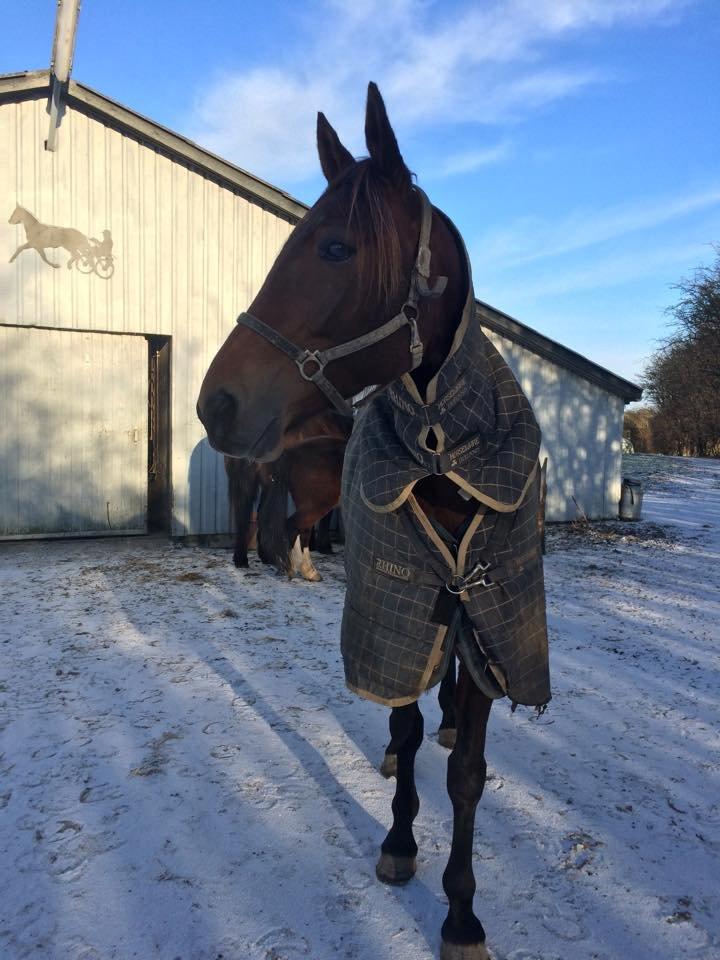 Traver Rain Man H billede 20