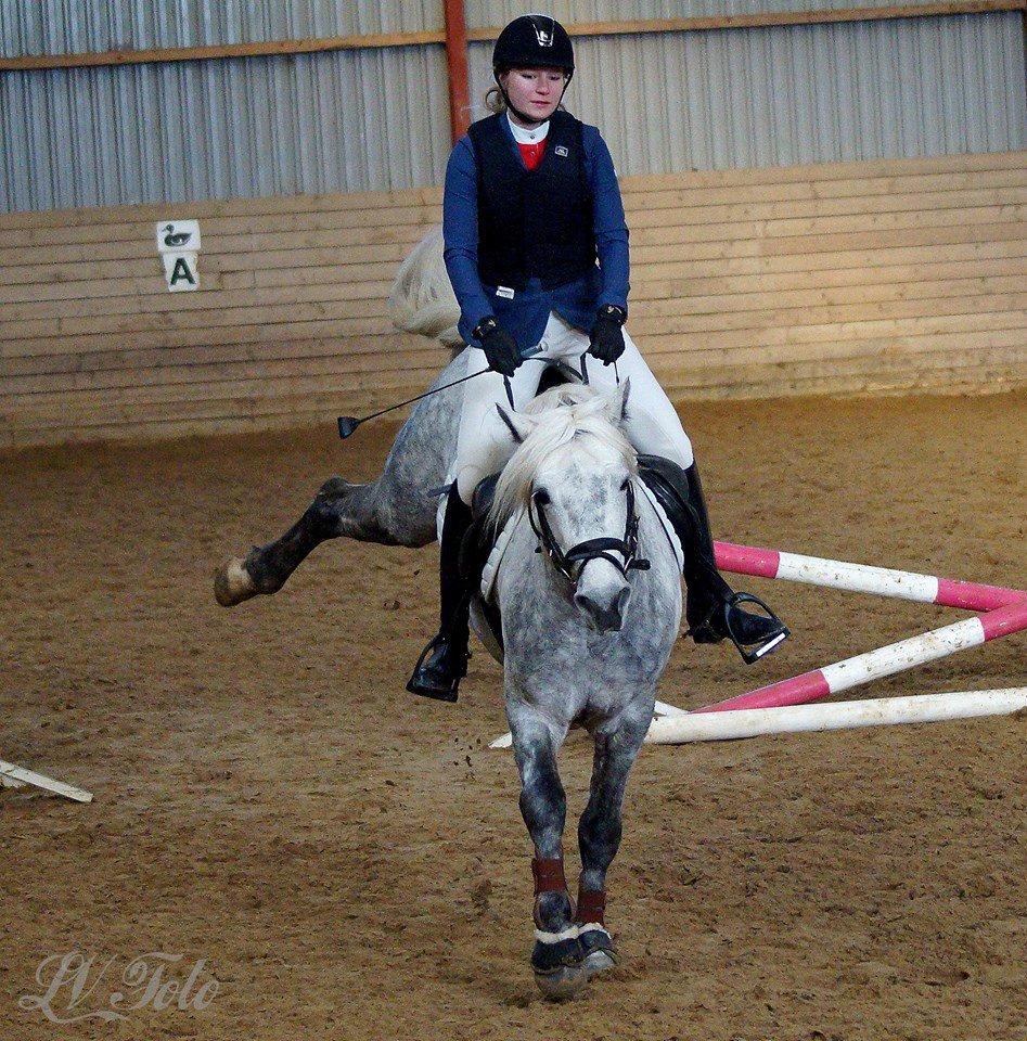 Connemara BELL PRINCE - 1. Klasse Avls Hingst ''Prins'' billede 31