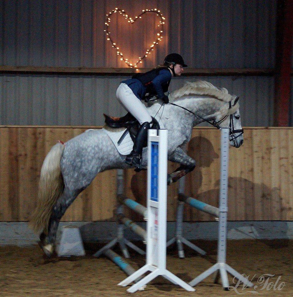 Connemara BELL PRINCE - 1. Klasse Avls Hingst ''Prins'' billede 2