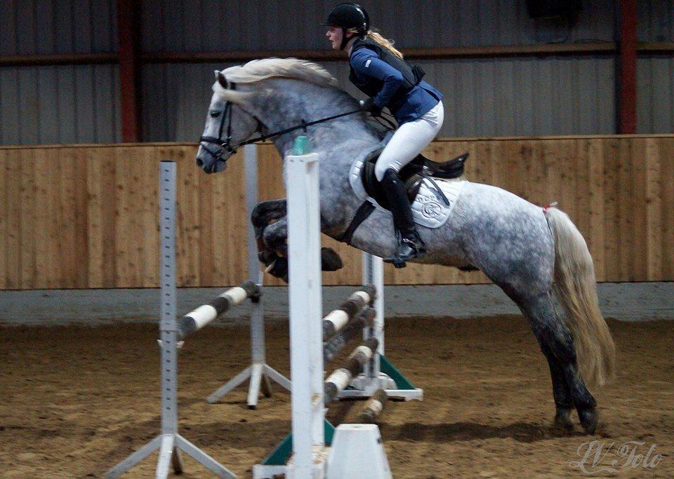 Connemara BELL PRINCE - 1. Klasse Avls Hingst ''Prins'' billede 32