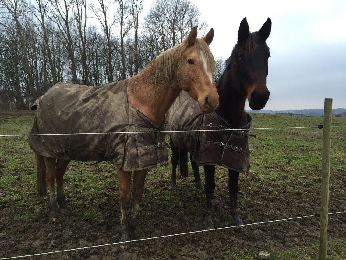 Traver Mybony Hackstable (Mille) solgt <3 billede 15