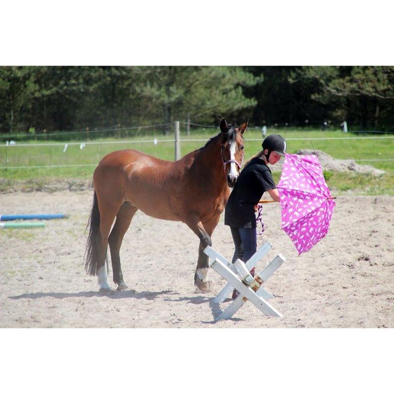 New Forest Miss Malou billede 18