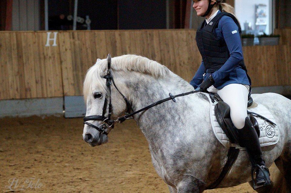 Connemara BELL PRINCE - 1. Klasse Avls Hingst ''Prins'' billede 12