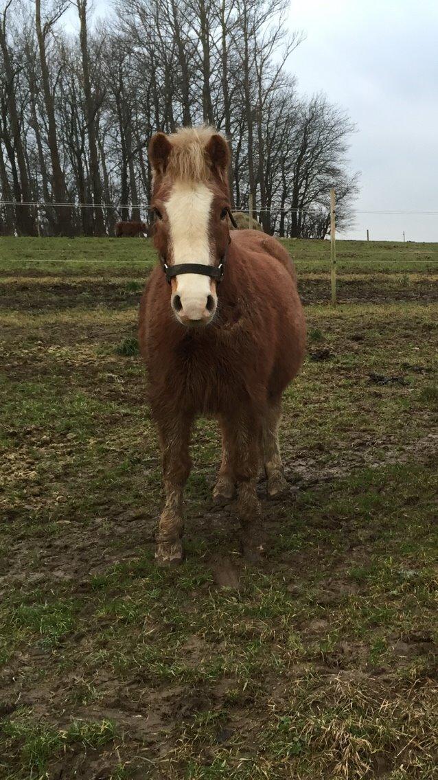 Dartmoor skovbrynets burat (split) solgt  billede 8