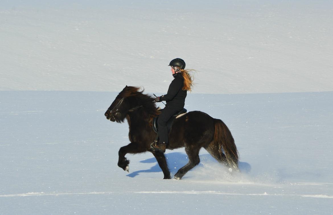 Islænder Mökkur fra Arnakke billede 4