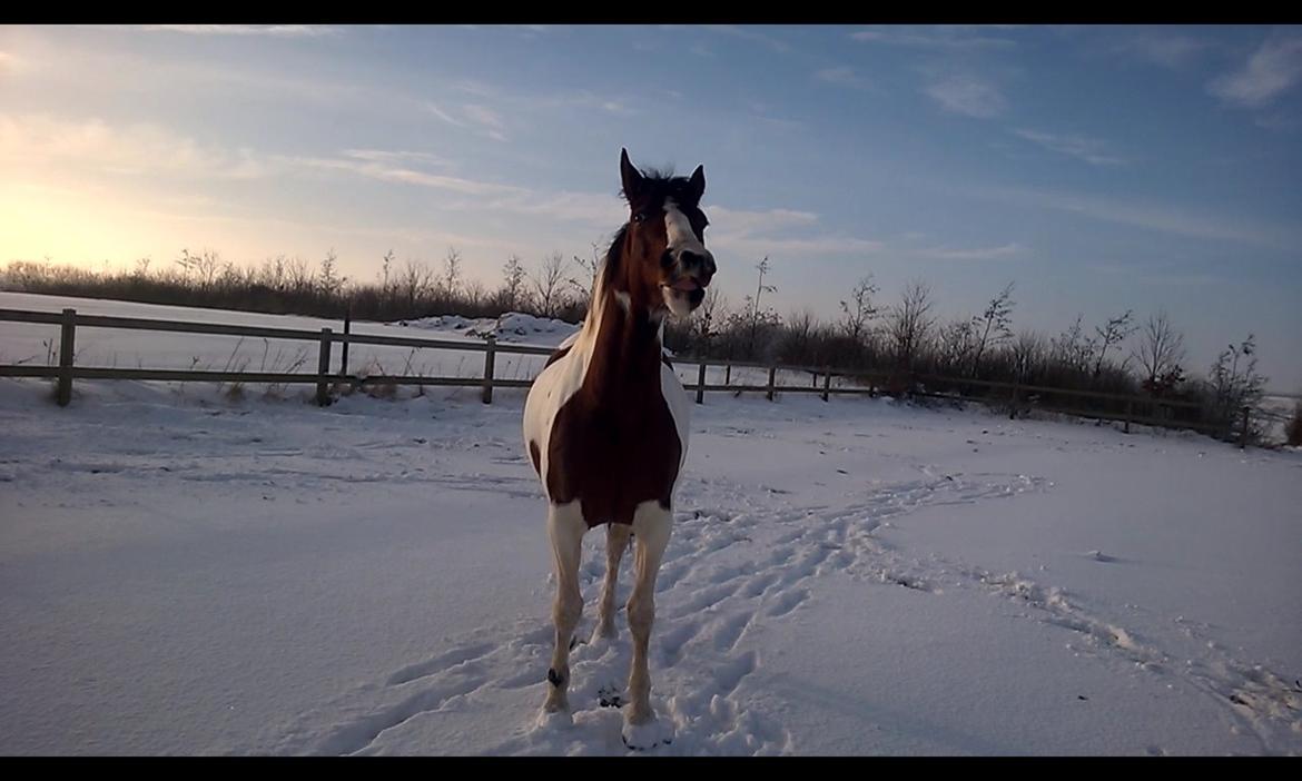 Pinto Sasja billede 5