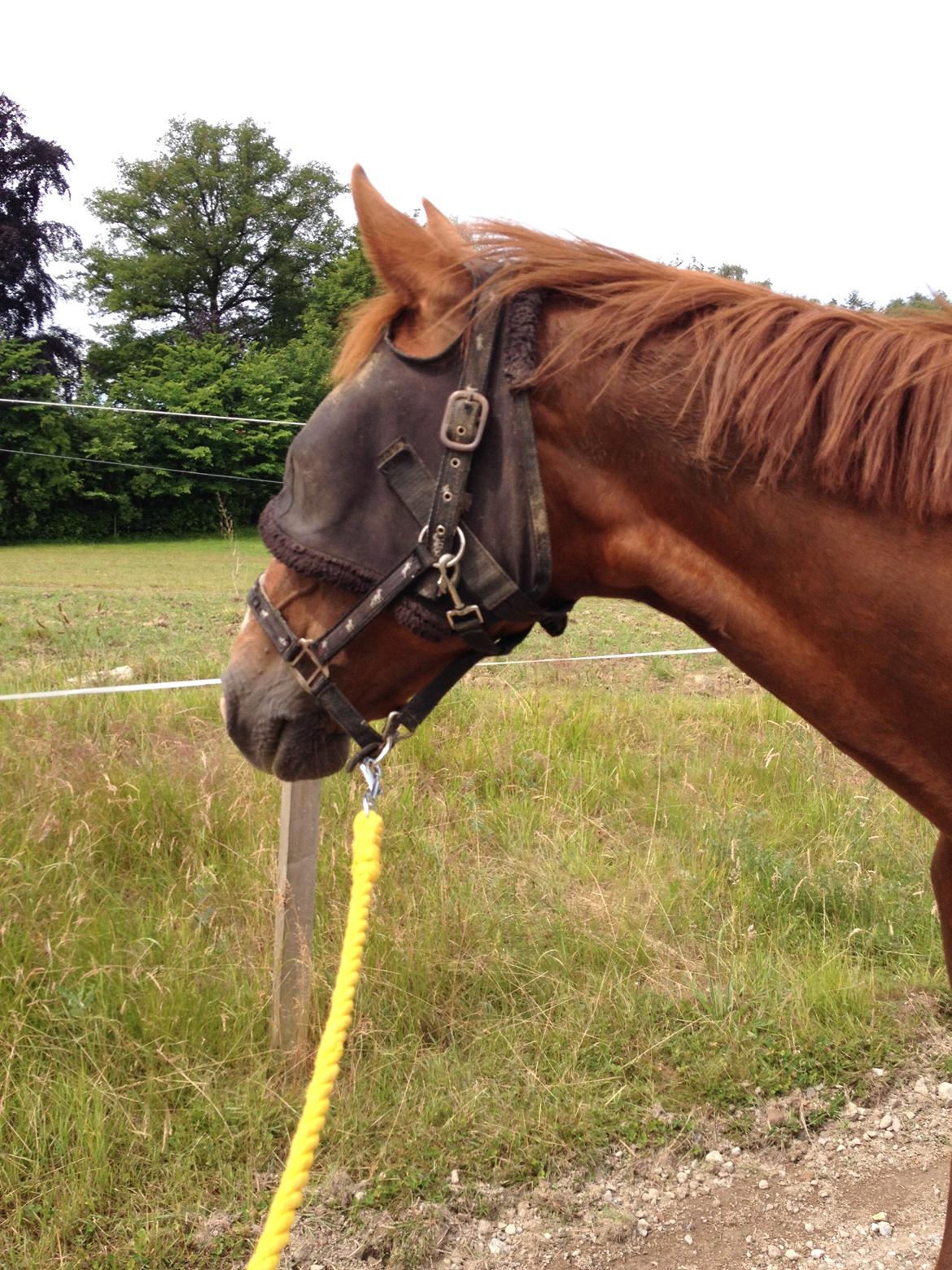 Dansk Varmblod Arabella (Bella) - Selv med fluemaske er hun da yndig ;-) billede 16