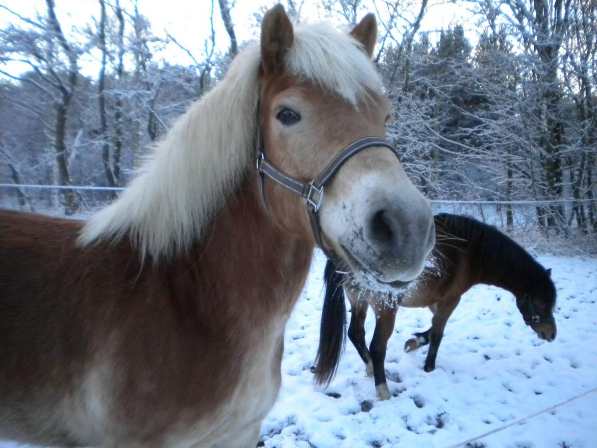 Haflinger Aske Rørmosegård billede 1