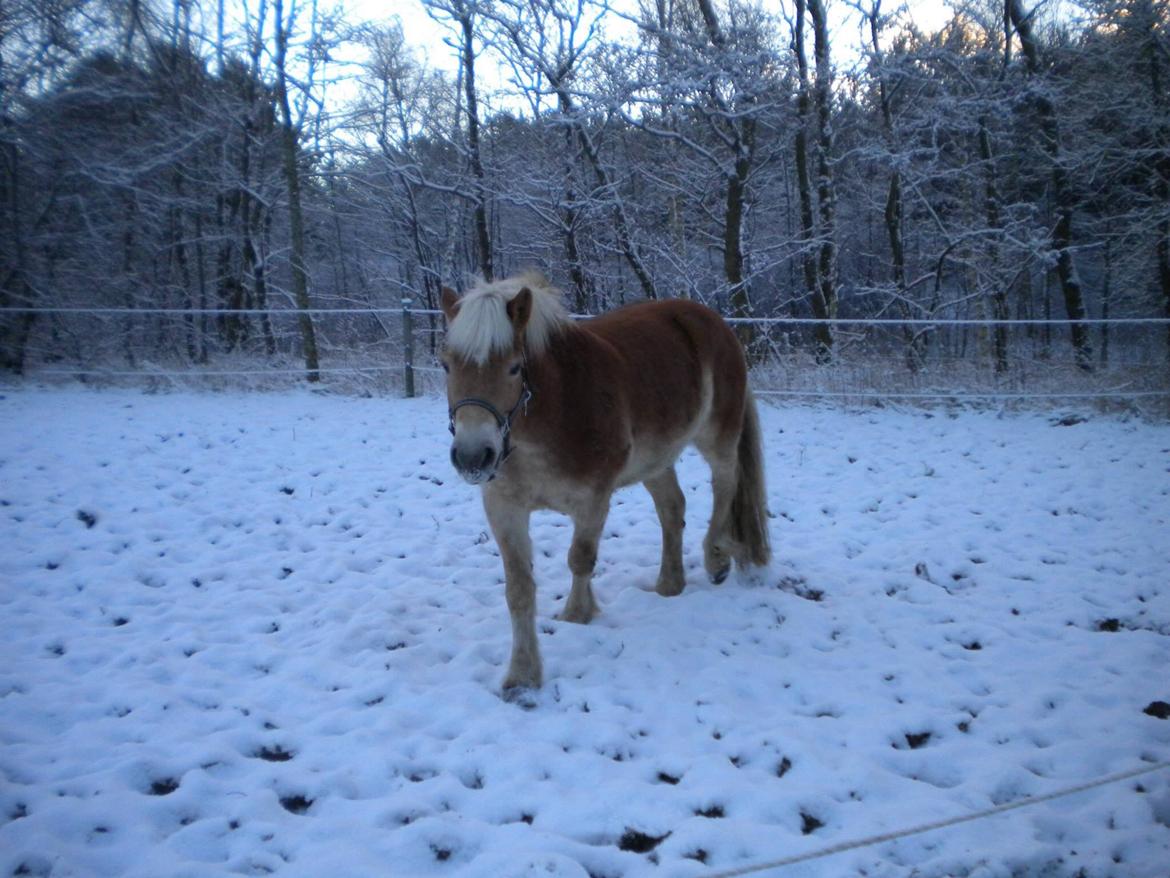 Haflinger Aske Rørmosegård billede 4