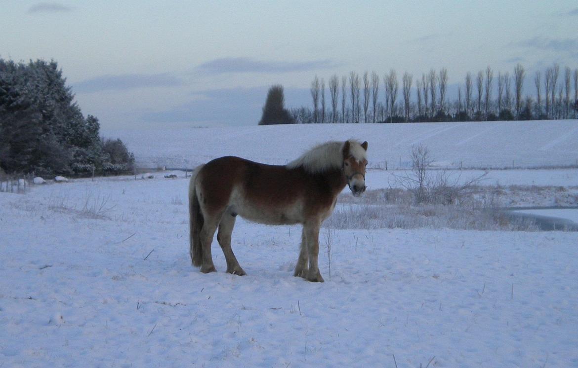 Haflinger Aske Rørmosegård billede 6