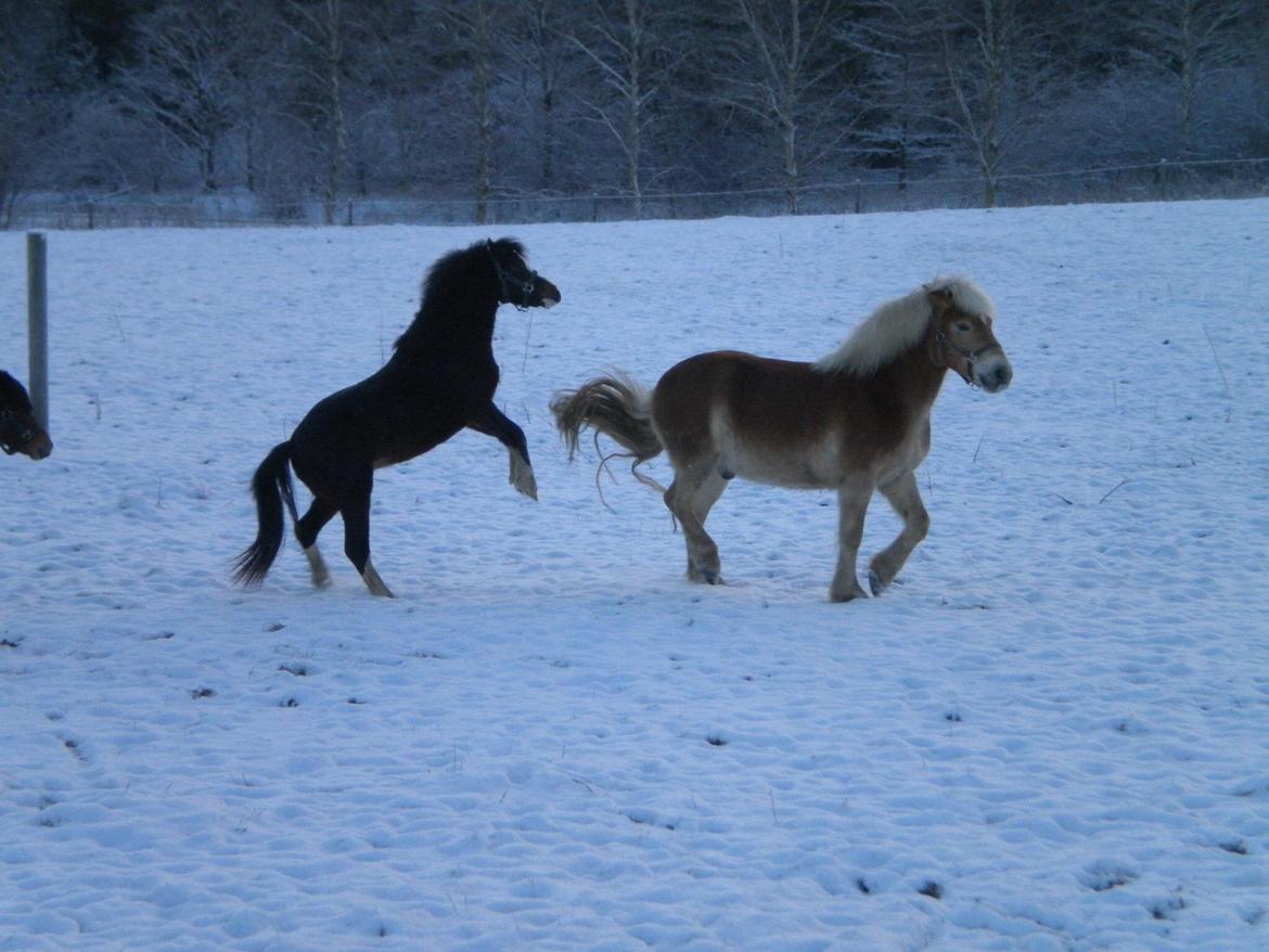 Haflinger Aske Rørmosegård billede 7