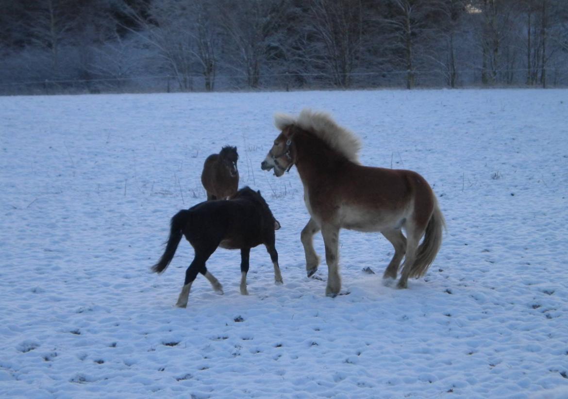 Haflinger Aske Rørmosegård billede 8