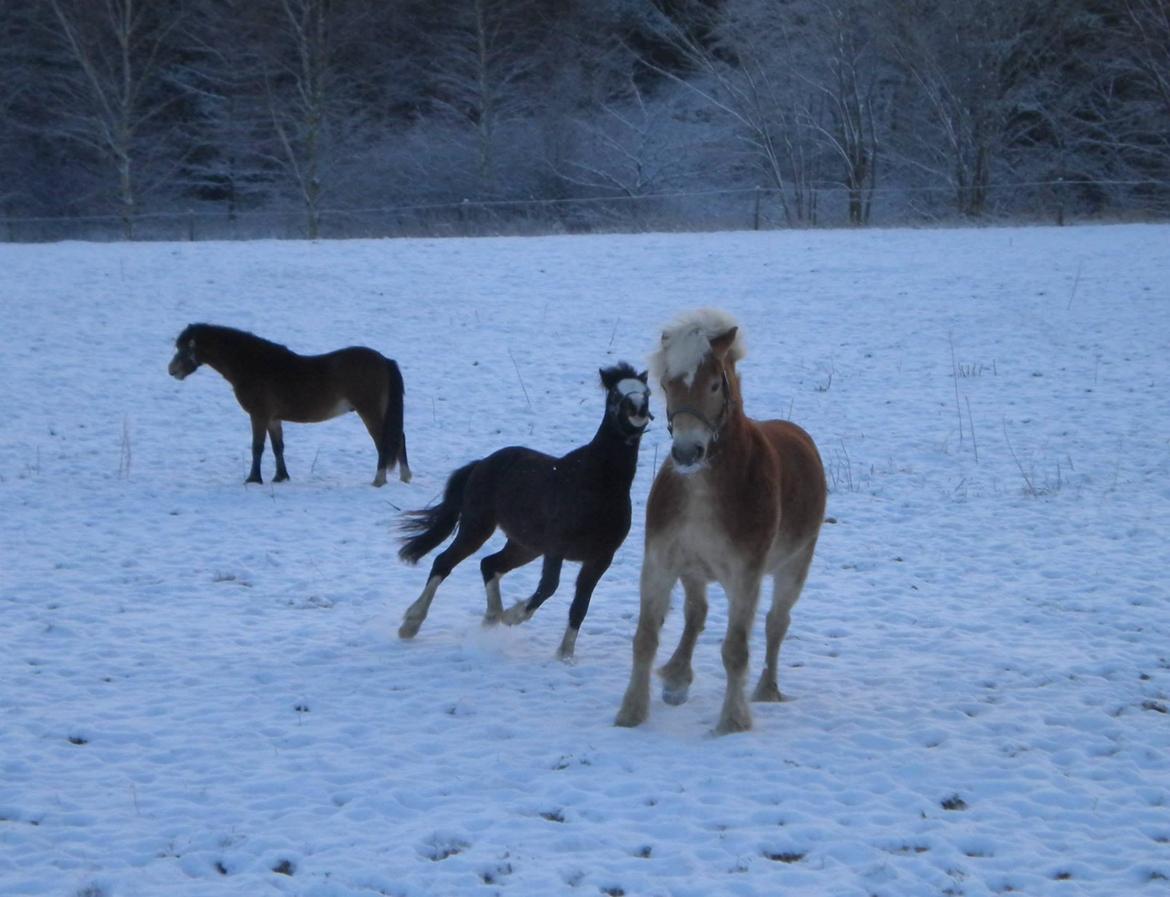 Haflinger Aske Rørmosegård billede 9