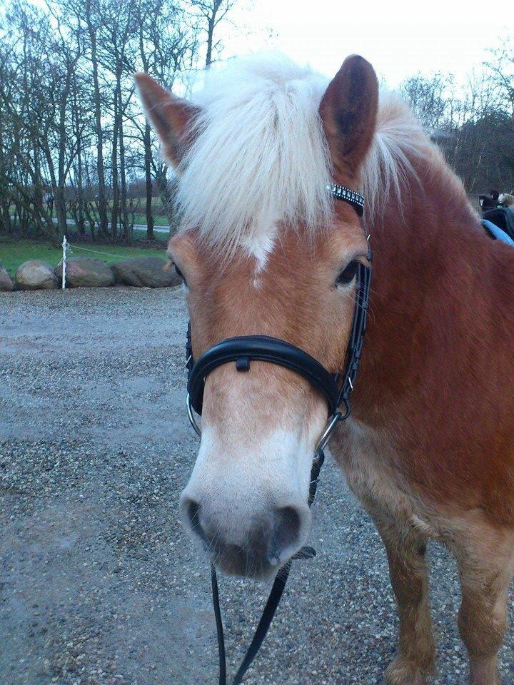 Haflinger Aske Rørmosegård billede 11