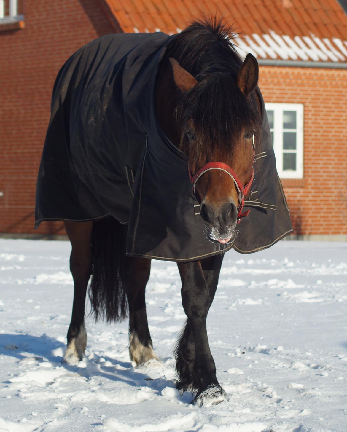 Koldblodstraver Månsessan (Månse) billede 4