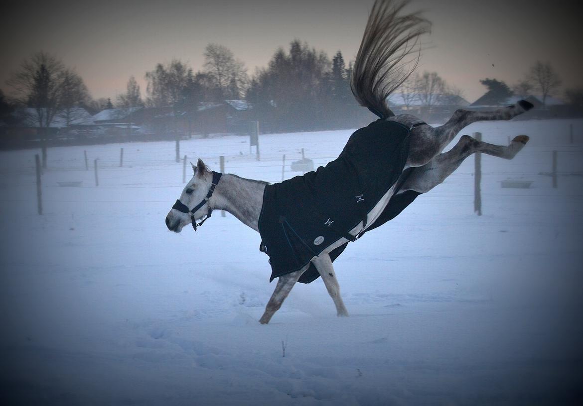 Arabisk fuldblod (OX) Dival ox - Gang i bagbenene! Januar 2015 billede 4