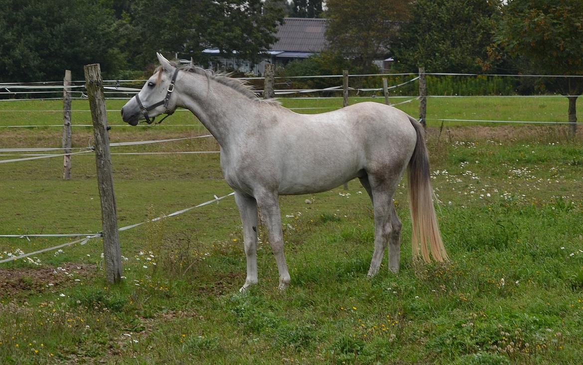 Arabisk fuldblod (OX) Dival ox - På fold. September 2014 billede 13