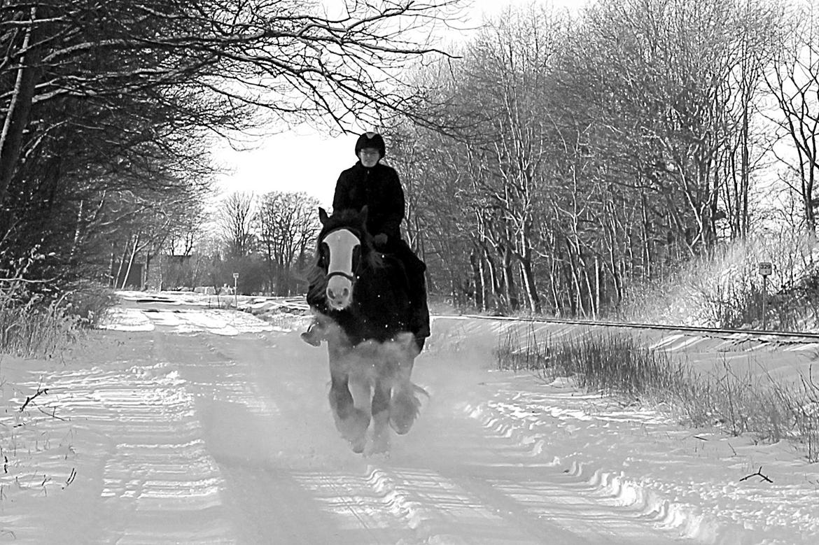 Irish Cob Troelsegaardens Caffrey (Joey) - 25/01-15 billede 17
