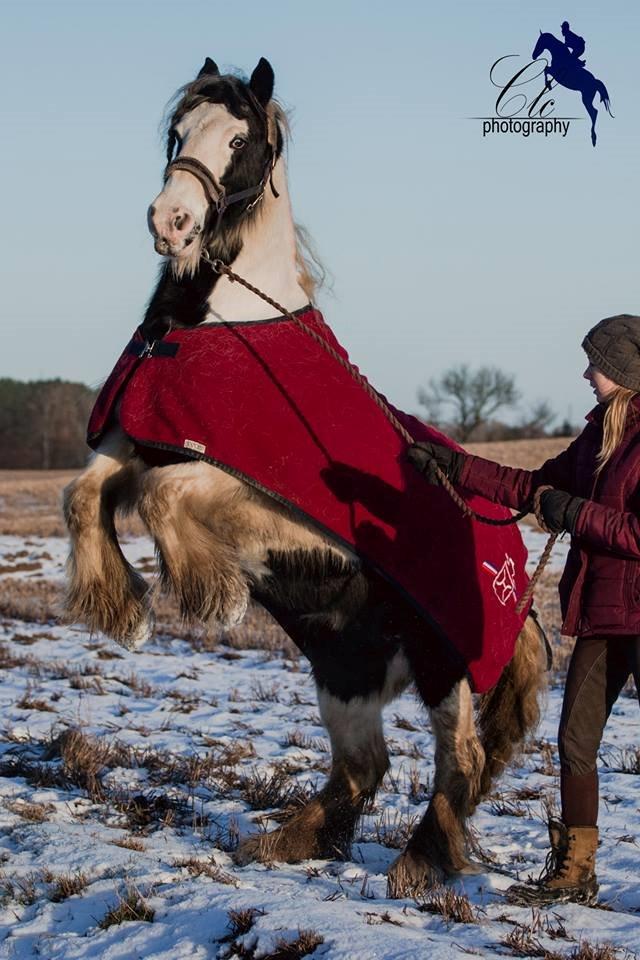 Irish Cob Bakkegårdens Shakira billede 1