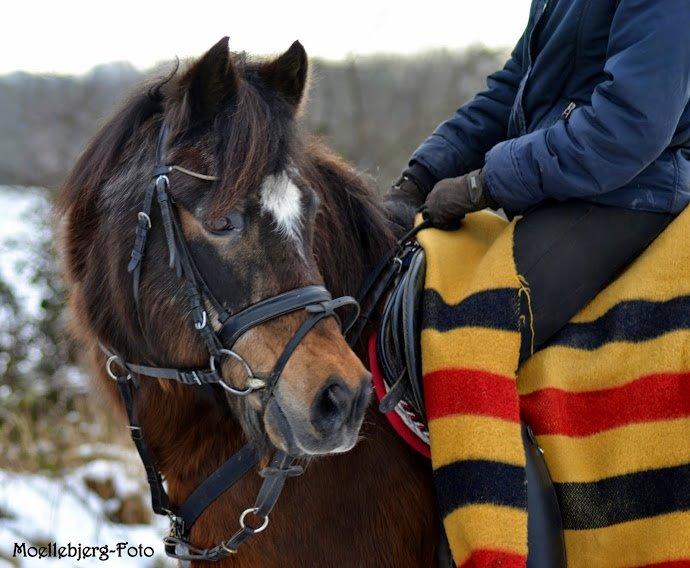 Anden særlig race Cavan - 2014 taget af Møllebjerg-foto billede 10