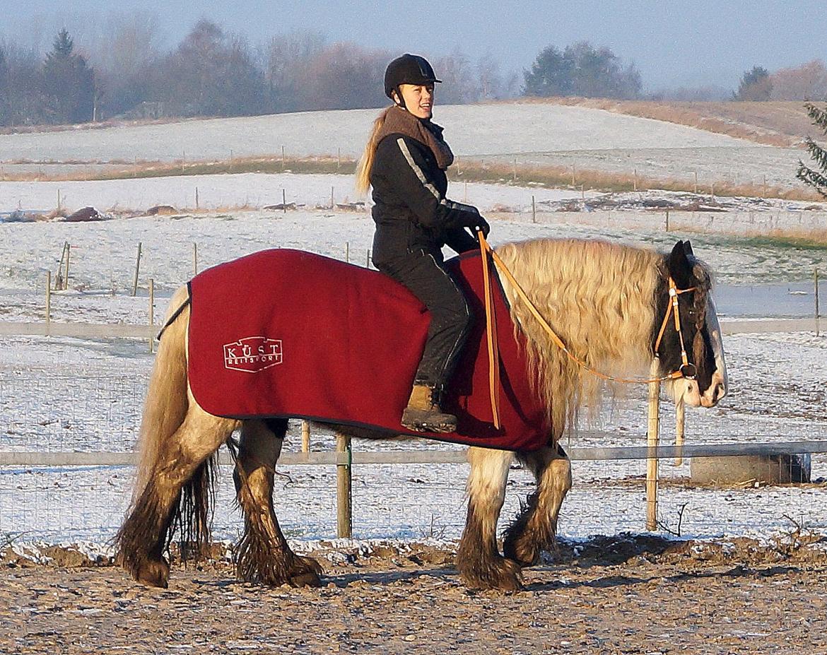 Irish Cob Bakkegårdens Shakira billede 8