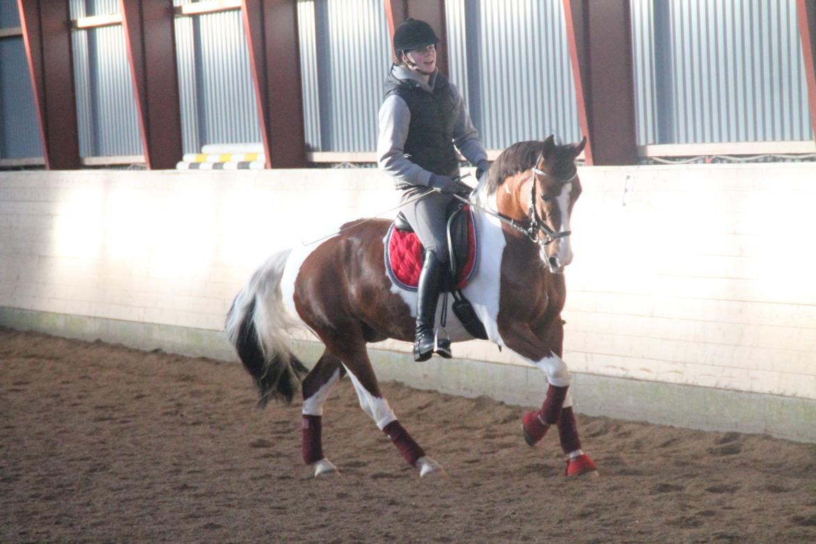 Anden særlig race DIXI [B-PONY] - 7 års fødselsdag billede 16