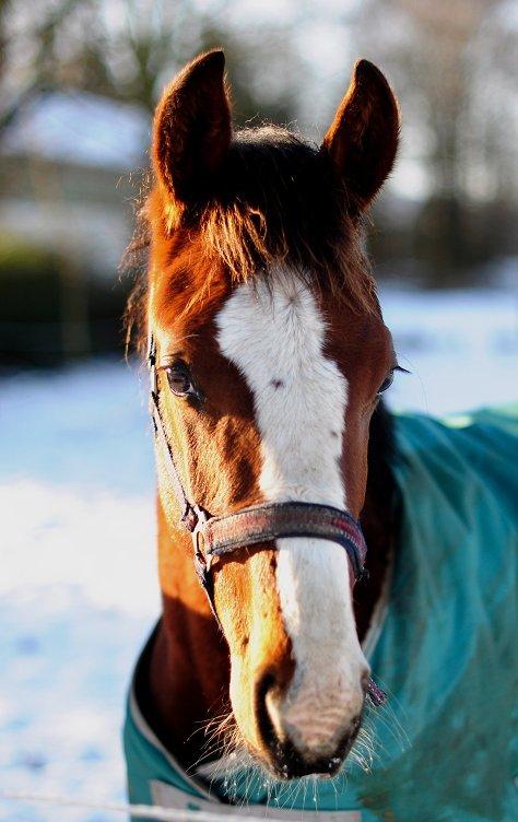 Traver Confetti Chase - 25. januar 2015, 8 måneder gammel. Foto: Kristine B. Hansen billede 15