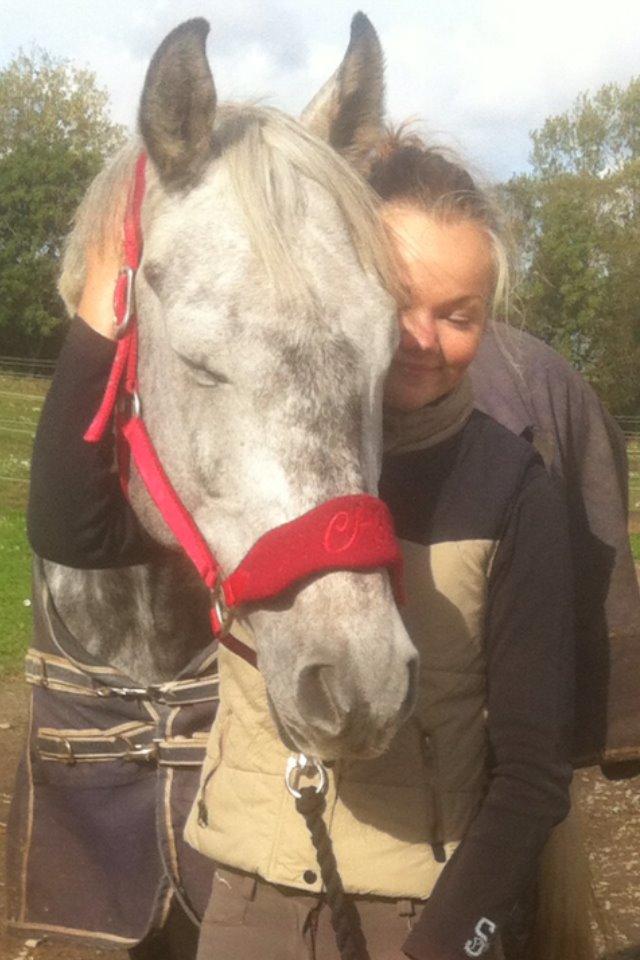 Dansk Varmblod Berenice billede 2