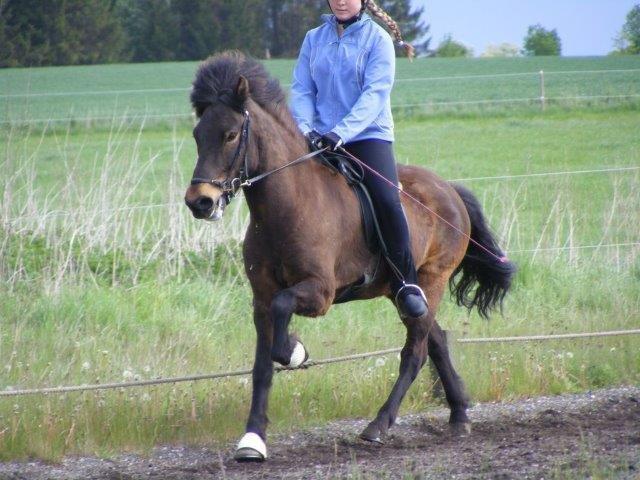 Islænder Tryllingur fra Tågehuse billede 1