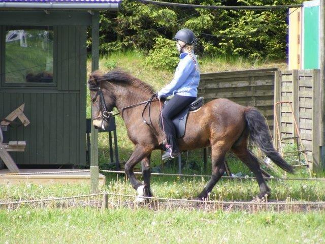 Islænder Tryllingur fra Tågehuse billede 2