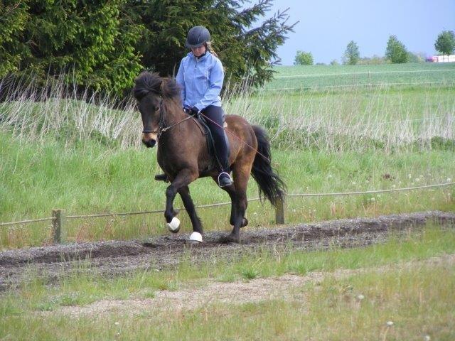 Islænder Tryllingur fra Tågehuse billede 3